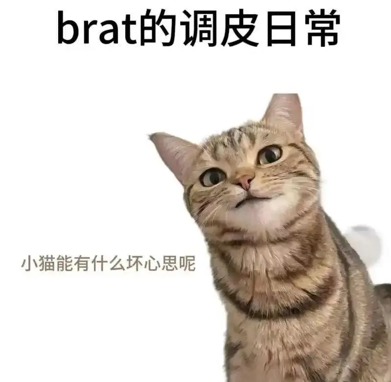 西檬之家字母圈中的DOM角色解析及其意义是什么? 一